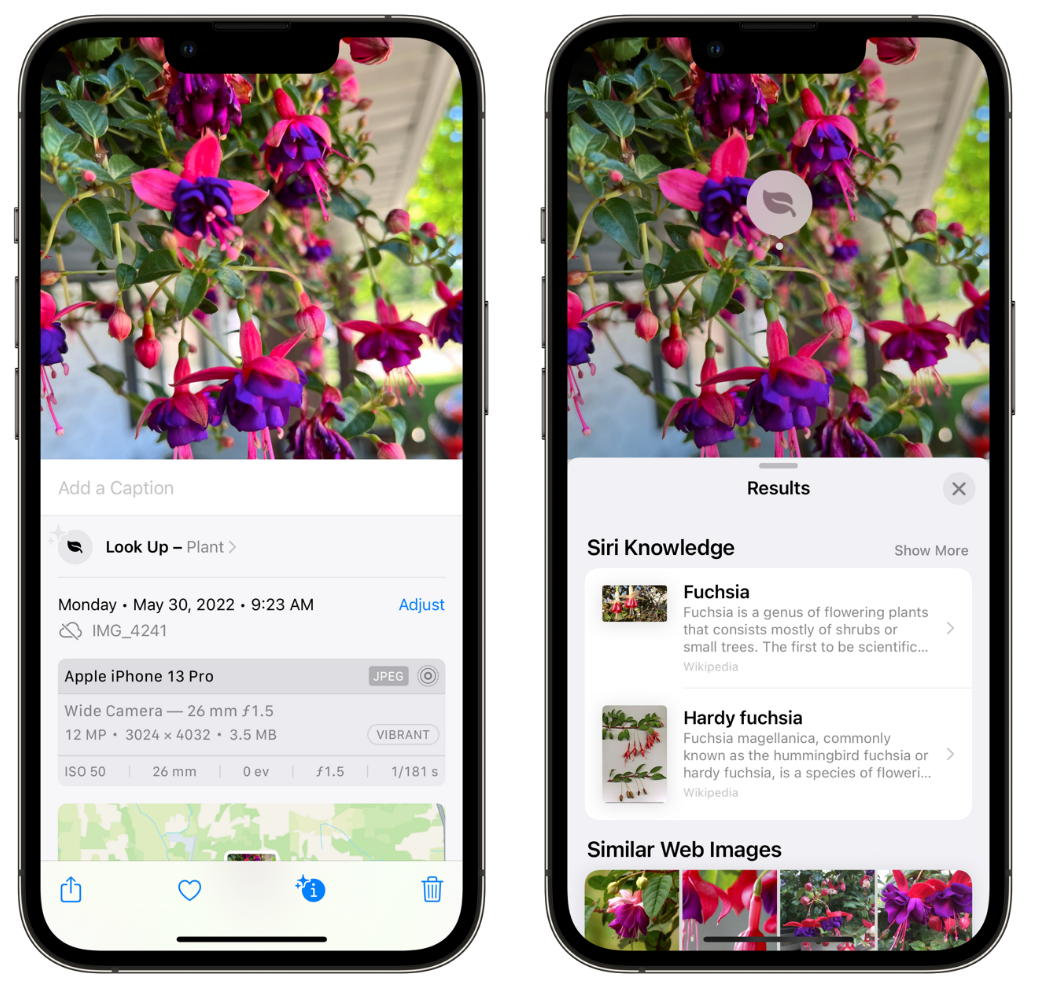 新罗苹果手机维修分享小技巧：使用 iPhone 相机识别花卉植物 